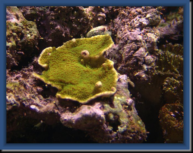 Montipora-mars-2005
