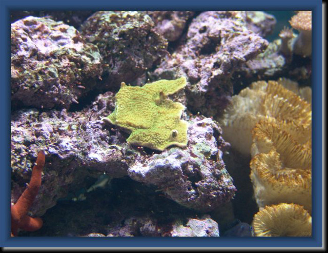 Montipora