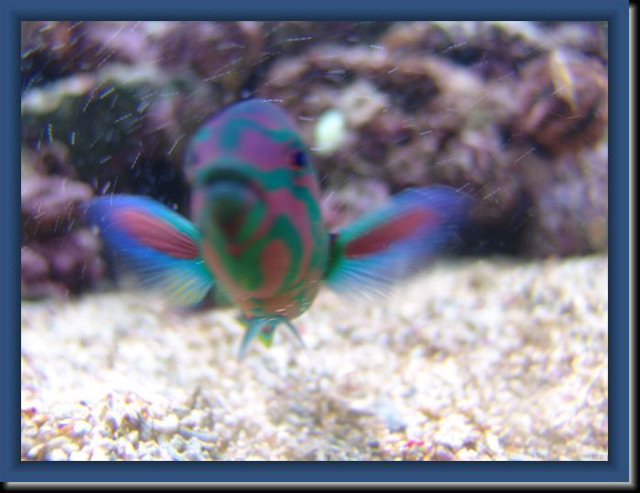 Thalassoma-de-face