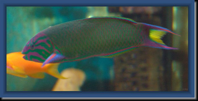 thalassoma