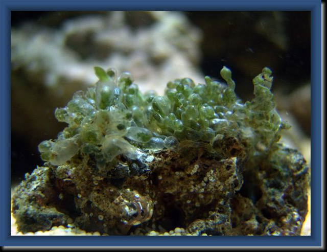 verte