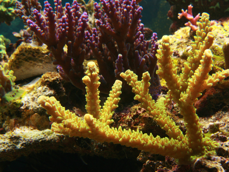 Acro Jaune