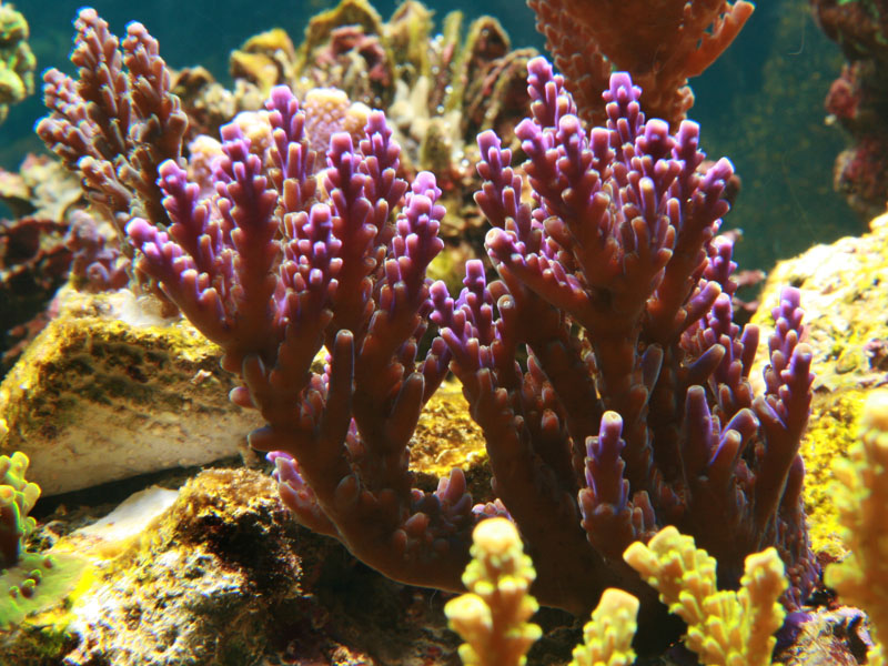 Acro Violet