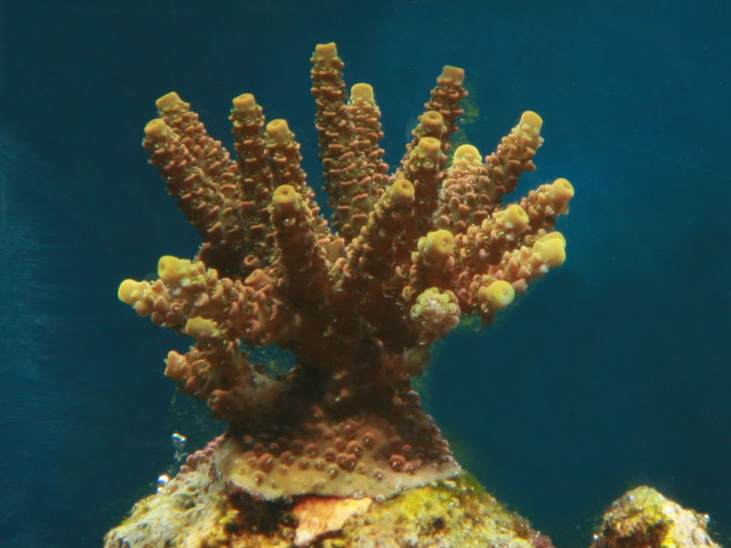 Acro poilu