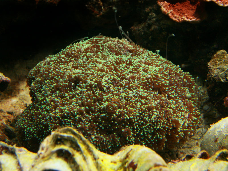 Euphyllia Glabrescens