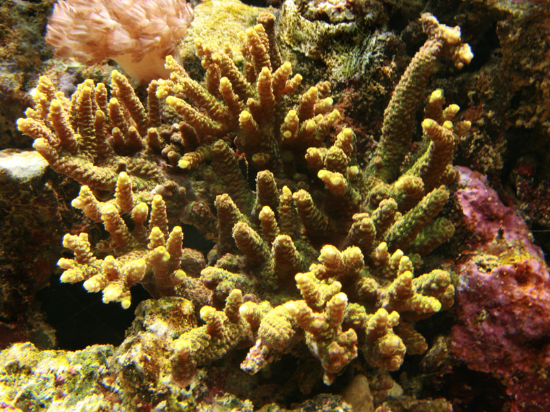 Acropora