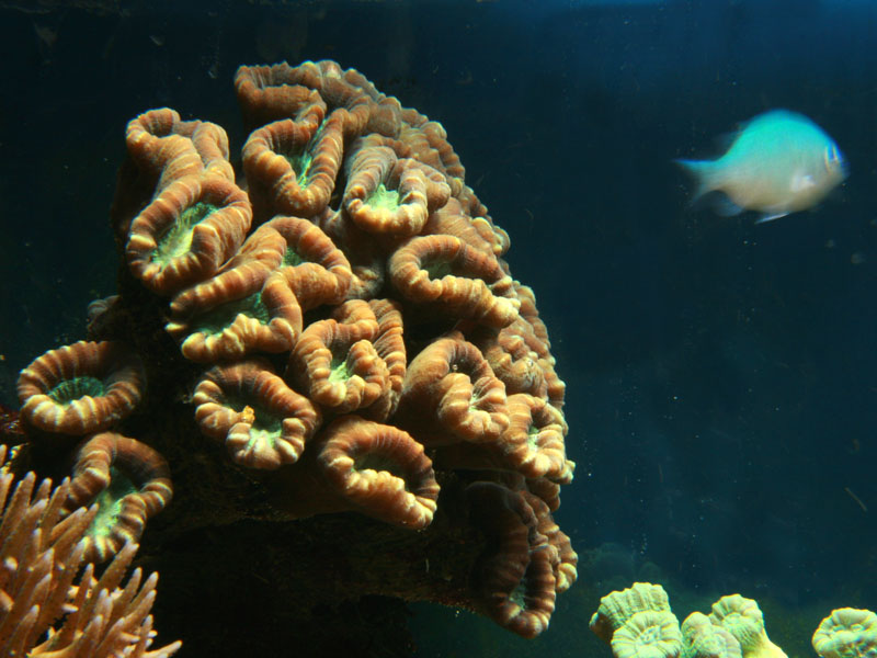Caulastrea Furcata