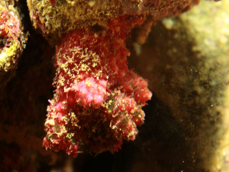 Dendronephthya