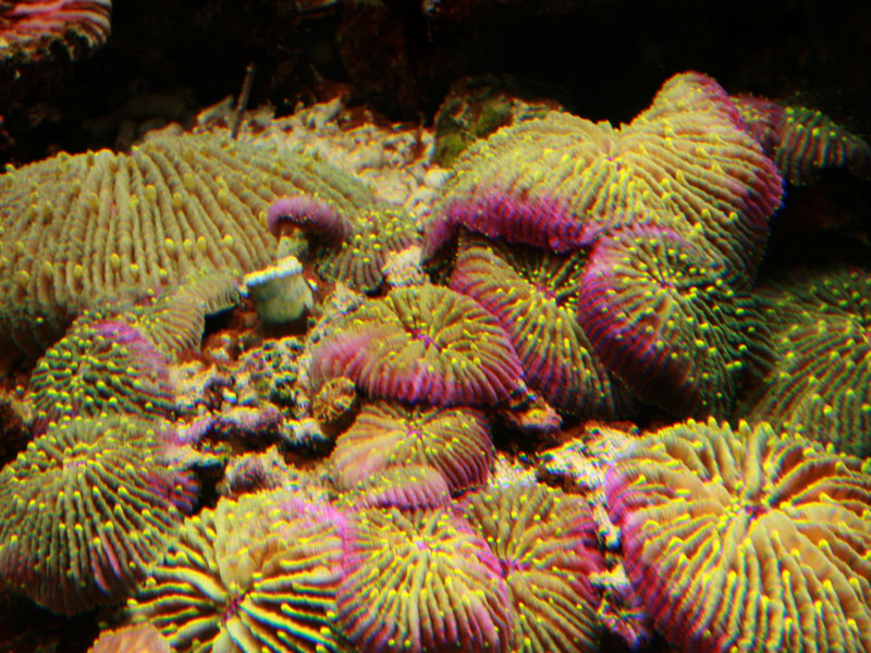 Fungia Granulosa