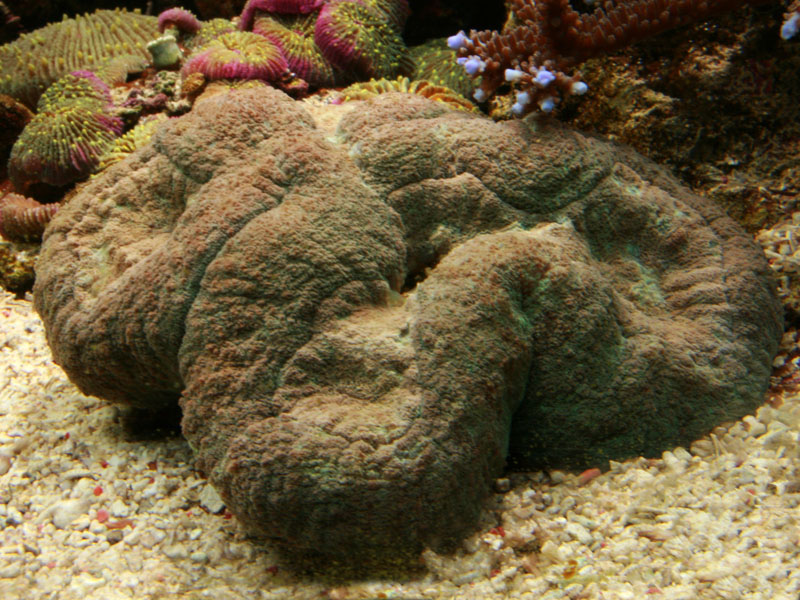 Lobophyllia