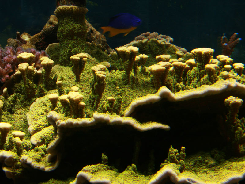 Montipora Vert