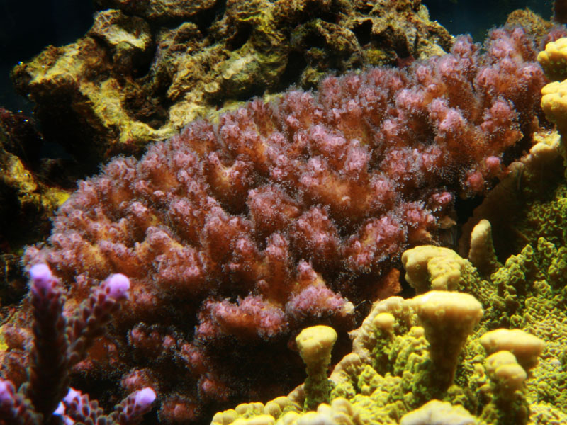 Pocillopora