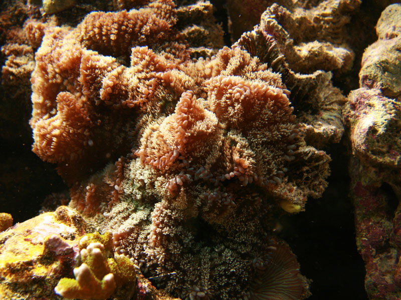 Rhodactis