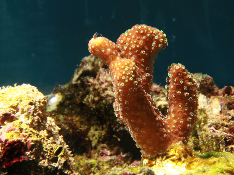 Stylophora
