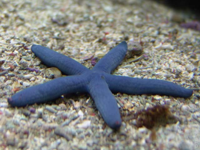 Linckia Laevigata