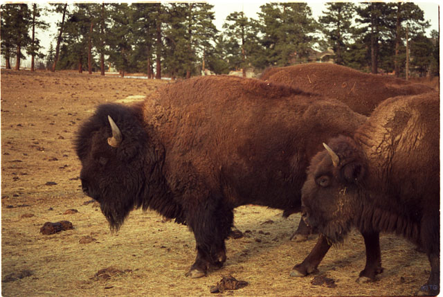 USA T02-04 Bisons