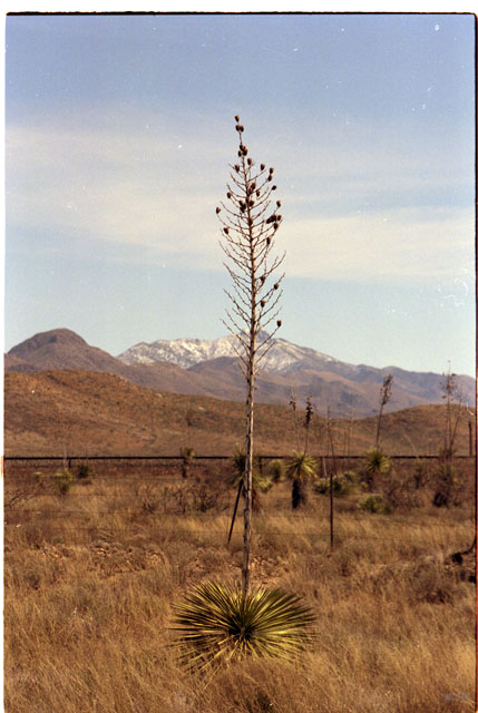 USA T03-28 Cactus