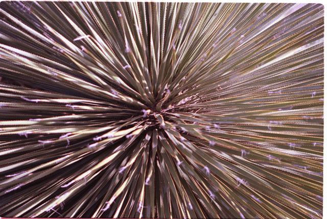 USA T03-33 Cactus