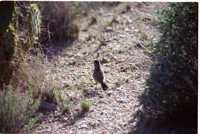 USA T03-34 Oiseau 1 Roadrunner
