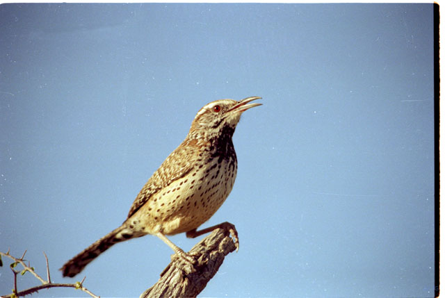 USA T03-36 Oiseau 3