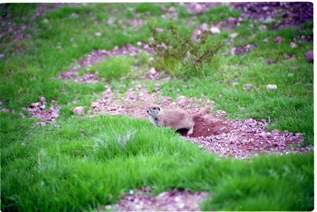 USA T04-15 Prairie Dog