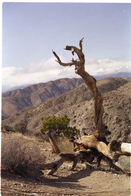 USA T04-22 Desert Arbre