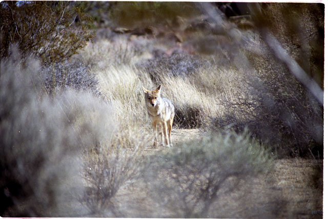 USA T04-29 Coyotte au loin