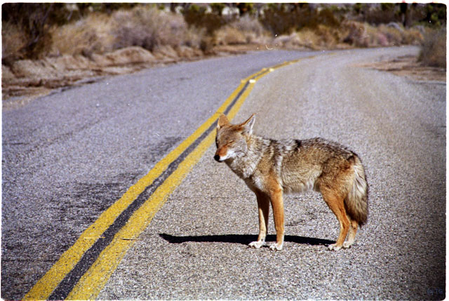 USA T04-32 Coyotte sur la route